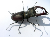 Самец жука-оленя
