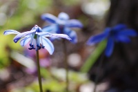 Пролеска сибирская (Scilla siberica) - цветок