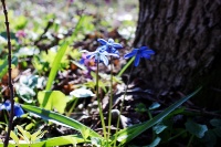 Пролеска сибирская (Scilla siberica)