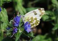 Белянка рапсовая (Pontia daplidice LINNAEUS)