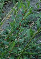 Горец Птичий (Polýgonum aviculáre) - красные цветы