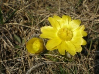 Адонис весенний (Adonis vernalis L.)  -2