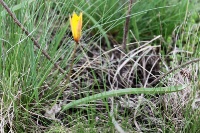 Тюльпан гранитный (Tulipa graniticola)