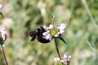 Пчела-плотник фиолетовая - вид сбоку