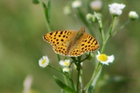 Перламутровка блестящая (Issoria lathonia)