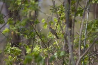 Славка черноголовая - самка