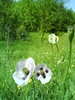 Мак белоцветковый (Papaver albiflorum)