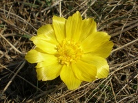 Адонис весенний (Adonis vernalis L.)