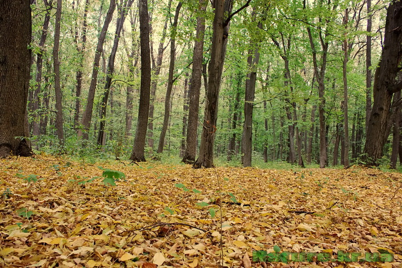 Черный Лес в Кировоградской области