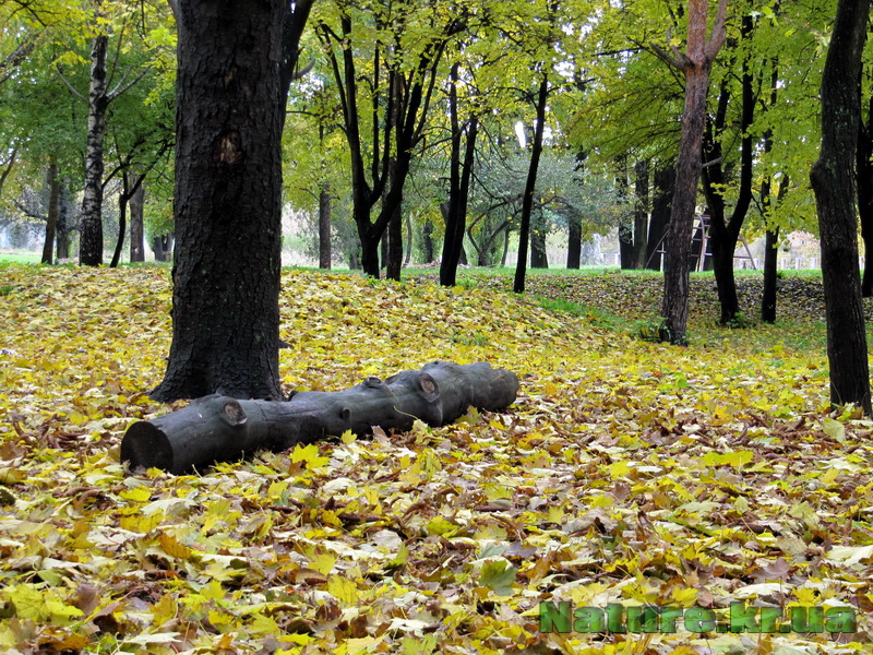 парк Пушкина - осень